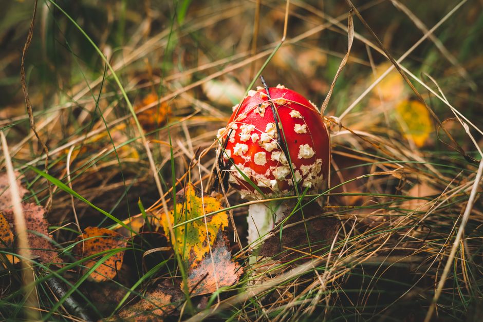 Herbstliche Wildpflanzen Pilze und Beeren erkennen